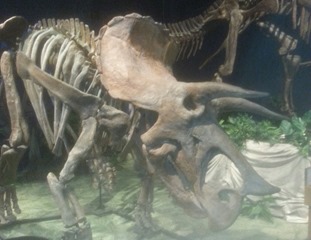 Triceratop Skeleton